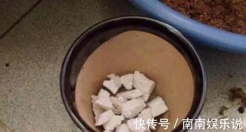 花卉|泡沫板你扔了拿来养花,有大用处,3-5天花卉就生根