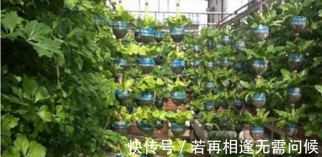 塑料瓶|7旬老人捡了1500个塑料瓶,在自家后院搭起菜园子,全自动管理