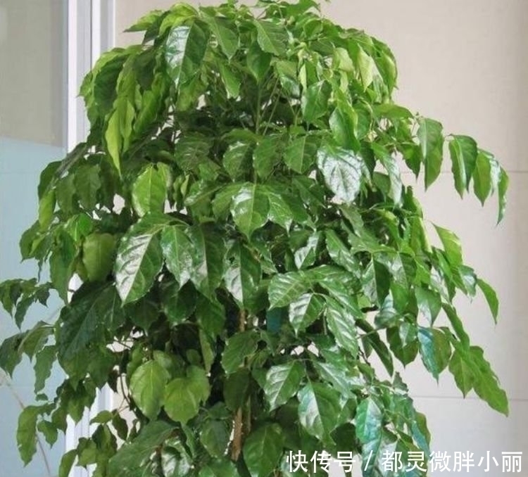 虎皮兰|家里要养3种花，吉祥又喜庆，时来运转，越过越富裕有钱