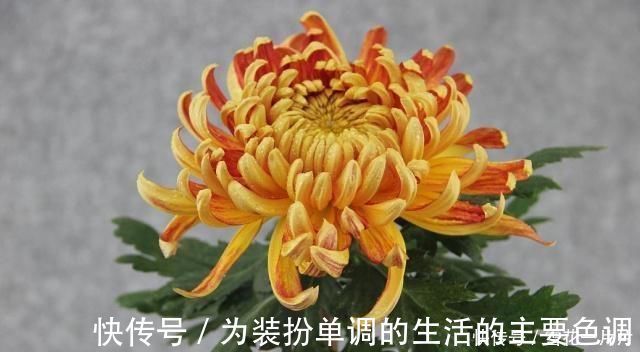 长寿花|家里有空盆这“4种花”现在栽一盆,一入秋就“开成大花球”
