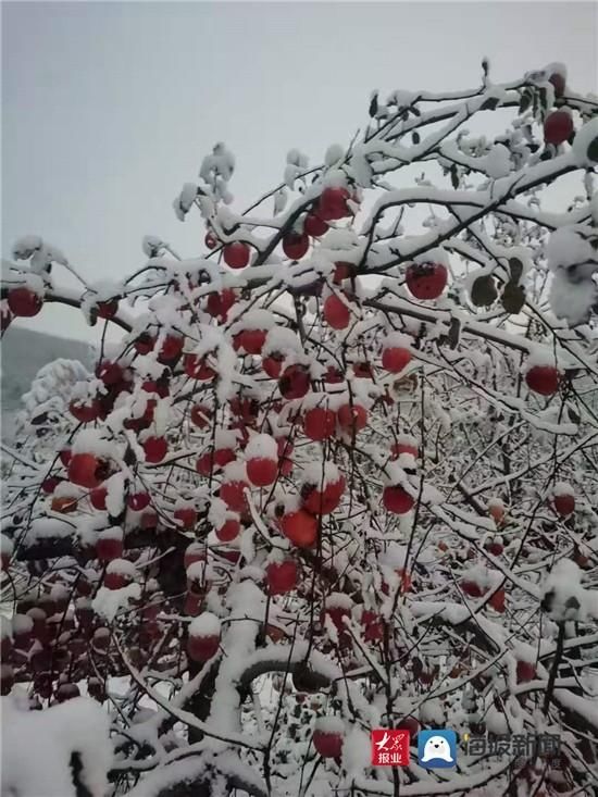 组图|组图｜淄博这场雪用实力说话 这些地方最美