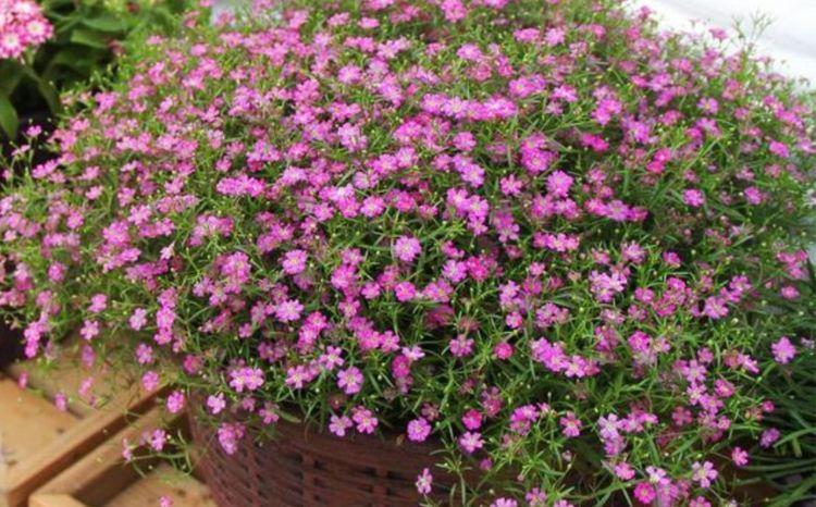 易爆|4种漂亮花,花色繁多易爆盆,娇艳欲滴好迷人