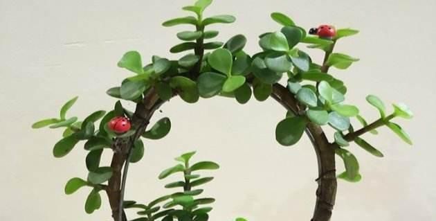 金枝玉叶掉叶子怎么办金枝玉叶叶子一碰就掉原因及解决方法