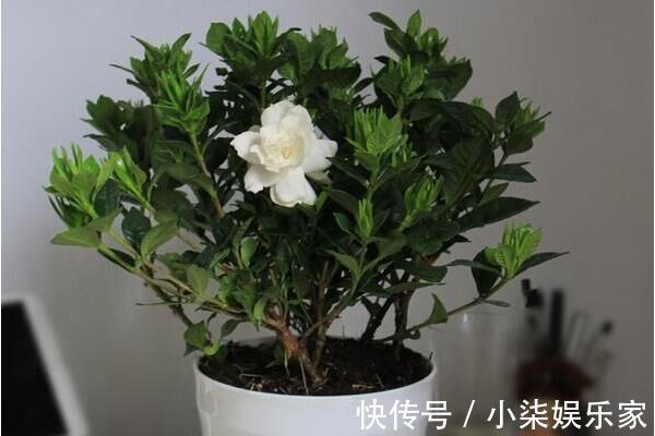 花盆|家里有这3种花,看到这几种“迹象”,别浇水了,先换盆才能养活