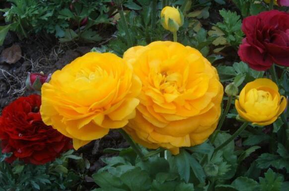 养盆“芹叶牡丹”吧!简单易养易爆盆,花色艳丽,开花120天