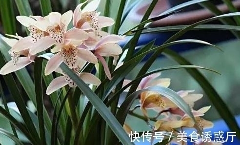 适合新手养的兰花：种植技巧，学会这几步，大获丰收不是梦