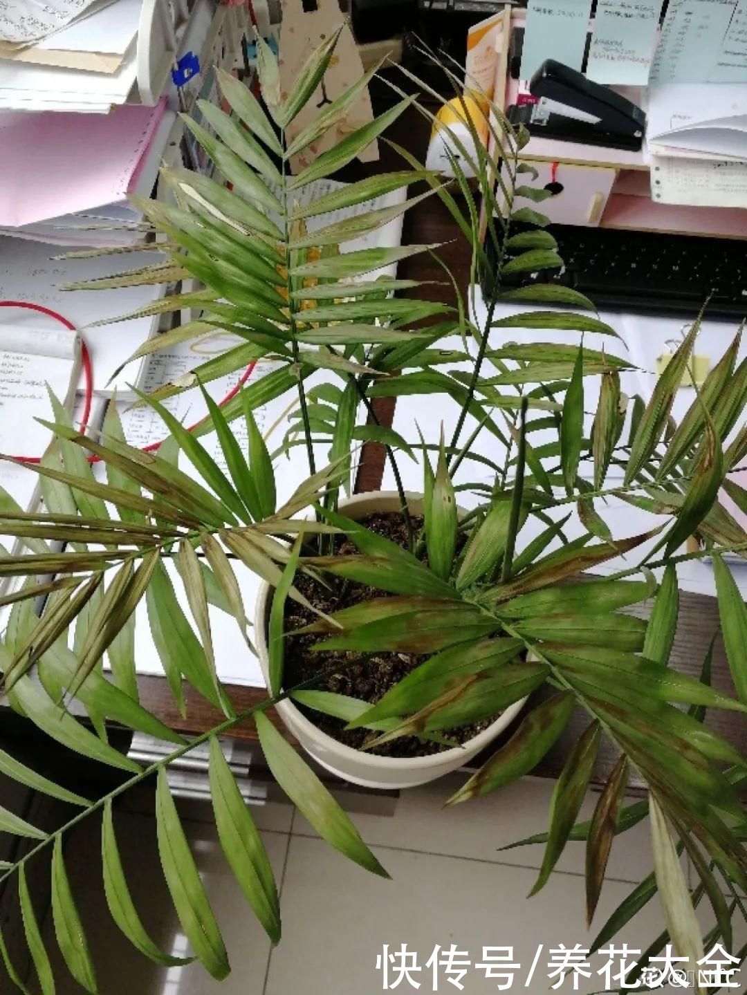 夏天怕晒的花，赶紧搬到阴凉地儿，再晒成枯杆了