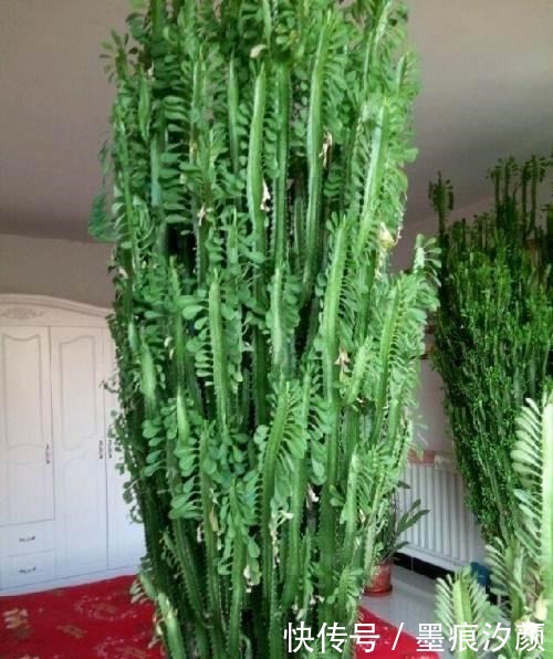 一种花,能窜到2米,大气且寓意不错,客厅养正适合!