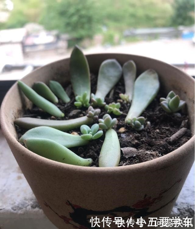 浇水时的3个坏习惯,赶紧丢掉,不然土壤硬得像石头!