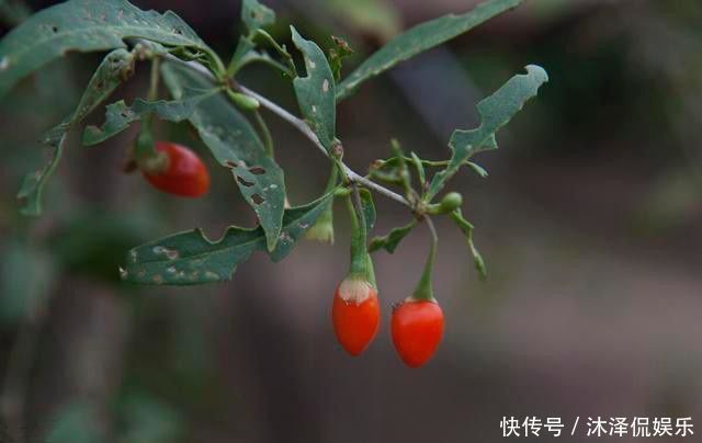 这3物可“激活”雄性激素,连用7天,50岁也可壮如牛