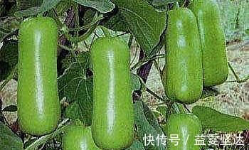 排毒瘦身|会吃的人才长寿，推荐几种食物，排毒瘦身，疏通血管，增强抵抗力