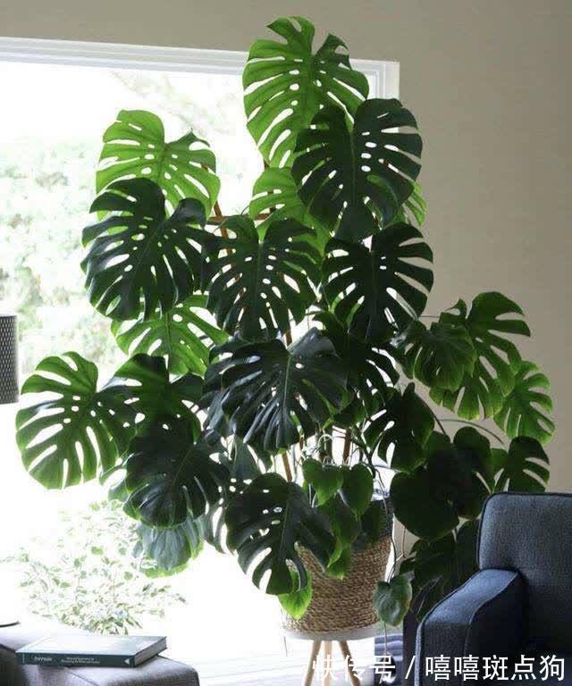 室内想养大盆镇宅花,建议从这10种里面选,听名字就很霸气
