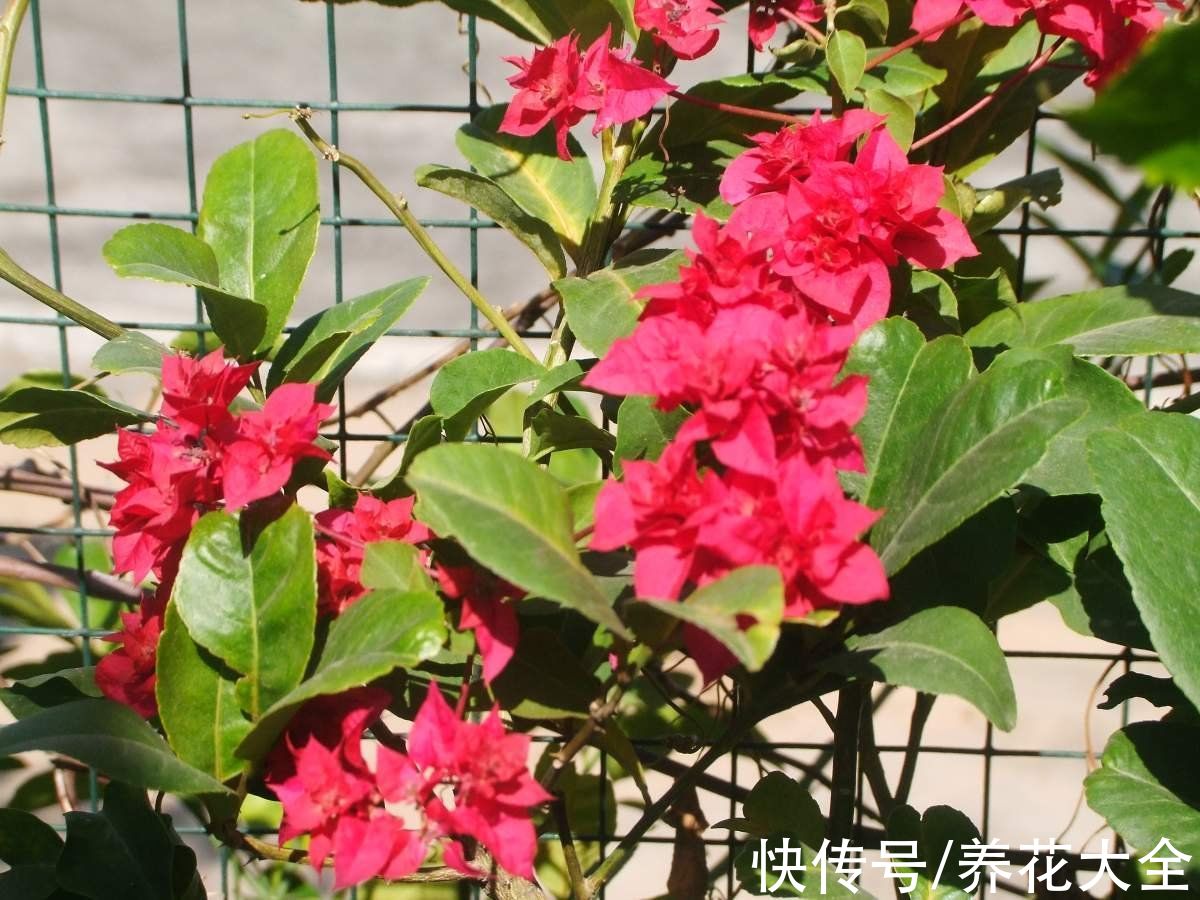 6种花是“醋坛子”，两个星期一杯醋，叶子油绿花开爆