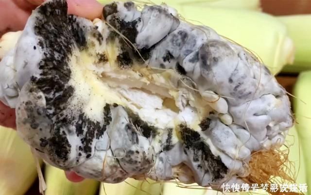 黑粉菌|它和玉米共生，农民见了头疼，城里人却当成美食，简单一蒸，真香