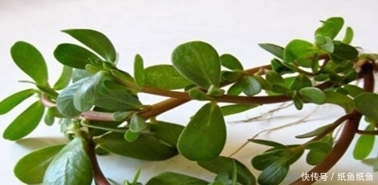 预防肿瘤|农村深山这4大野菜,认识三种算厉害,全部都吃过我服你了!