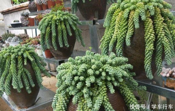 “吊着养”的多肉,不要控养撒欢长,千珠万珠垂落,阳台一片好景!