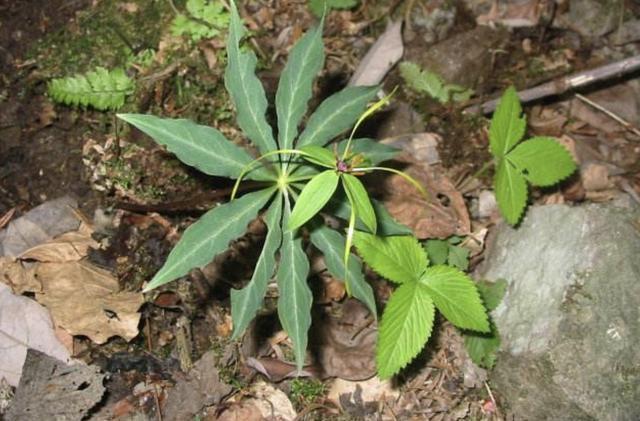 阳台上|“珍贵”的1种野草，在竹林里“不显眼”，殊不知，280元1斤