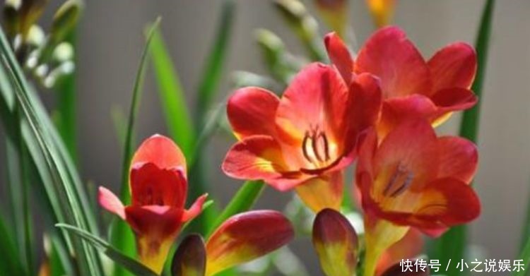 几种花卉美过玫瑰,一年四季花开不停,一开就停不下来