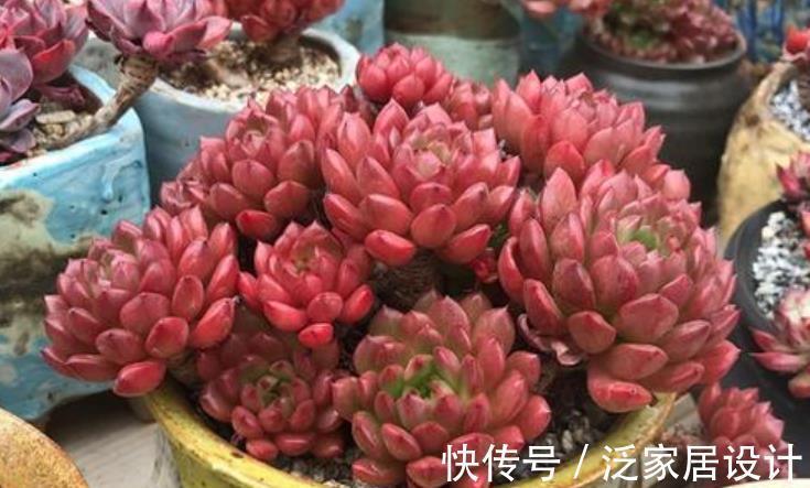 能手|4种漂亮多肉植物，号称“爆头小能手”，养一年长成群生手捧花