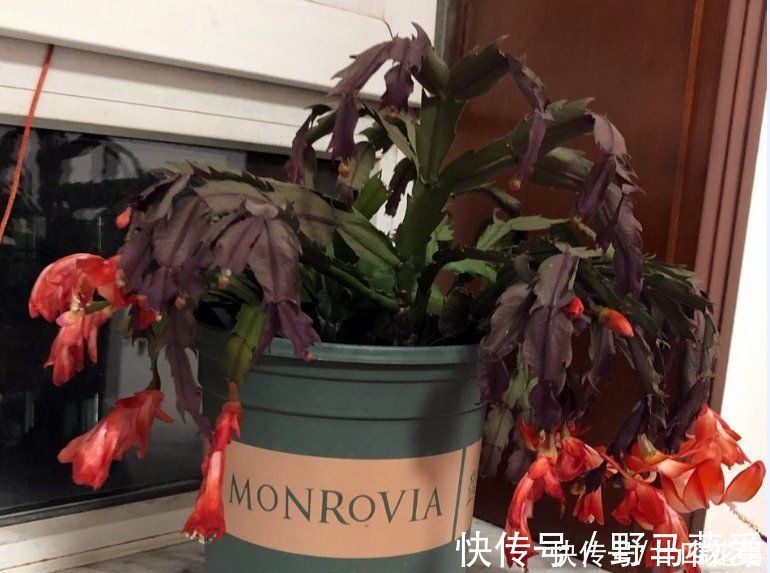 浇水|蟹爪兰叶子软塌,难复花,“根源”在这里,解决后重新饱满猛开花