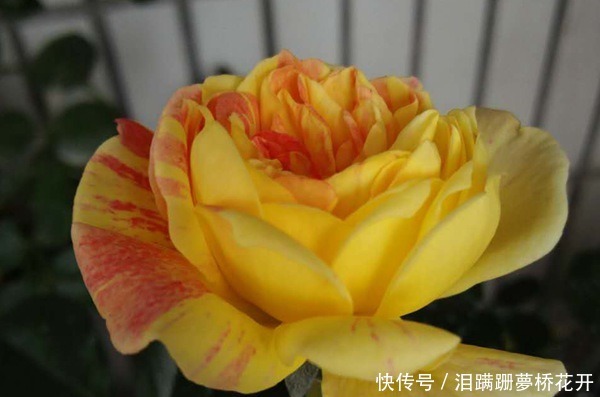 小女子|喜欢菊花,不如养盆“玫瑰精品”全美魔术,似羞涩少女,情窦初开