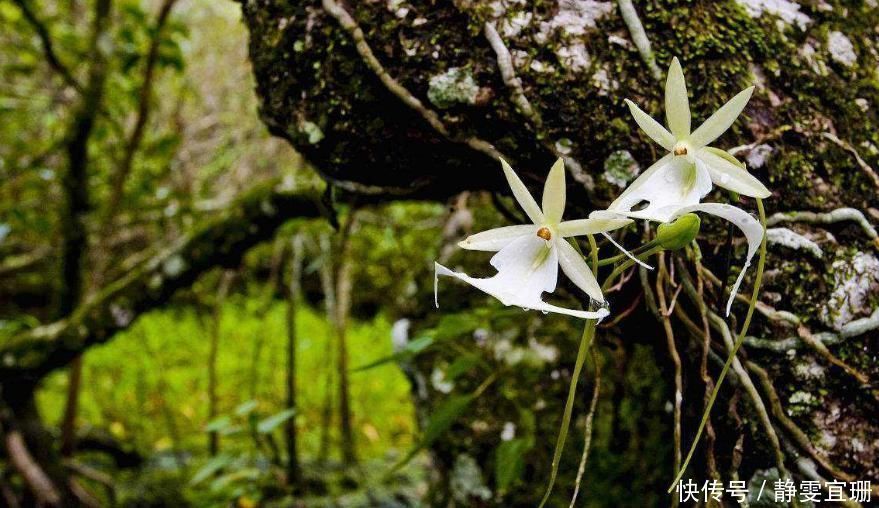 全球最贵的花,一株价值上百万,你曾经见过吗