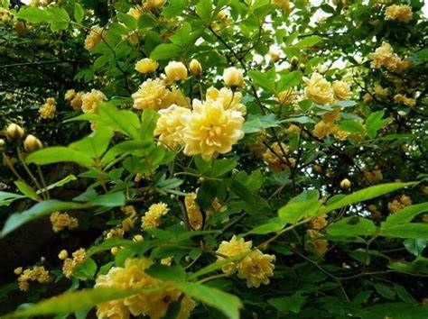 香水花|养花试试这款，能开出大量的花朵，花朵饱满优雅