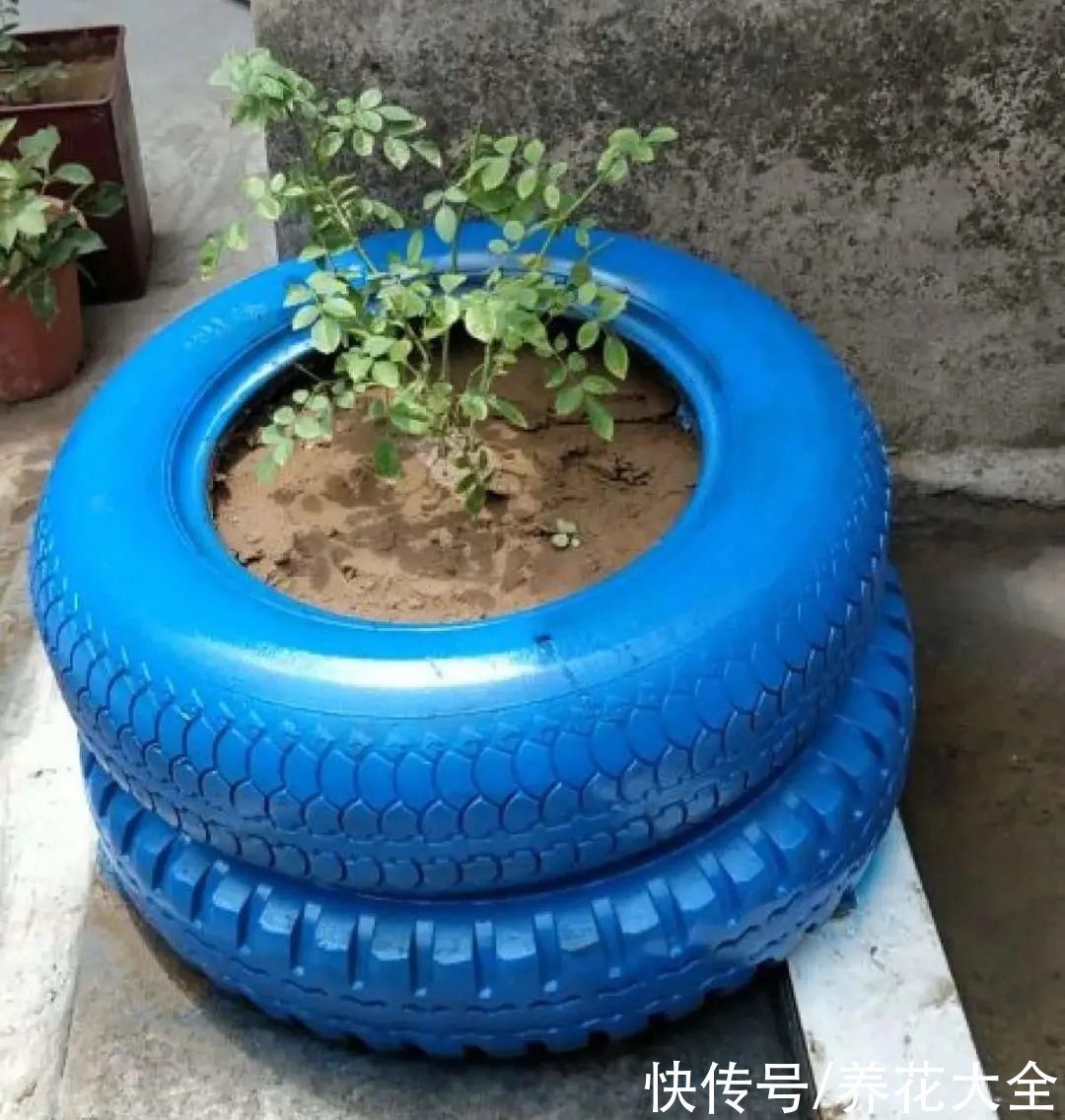 旧筷子、老干妈瓶别扔,拿来养花效果好,省下一笔养花钱