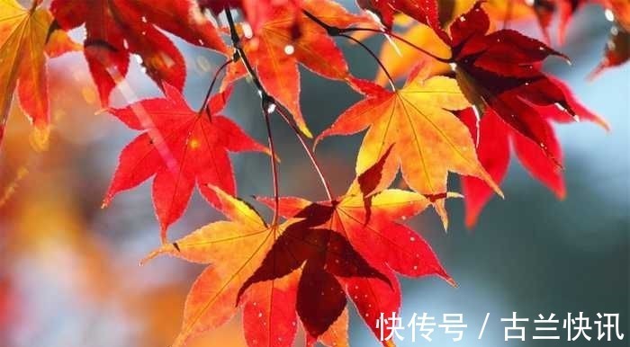 野菊!关于秋天的34首诗词,勾起了无数人的乡土情怀