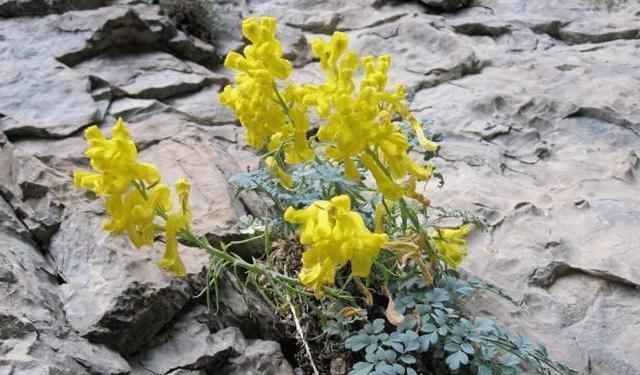 见到这种野草,请您保护起来,它稀少珍贵,550元一斤