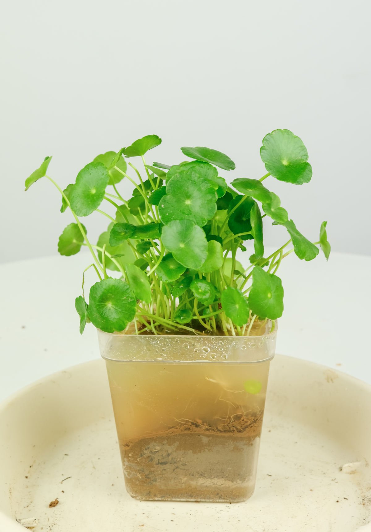 超级实用的水培指南，学会轻松变身养花达人，养花没难度