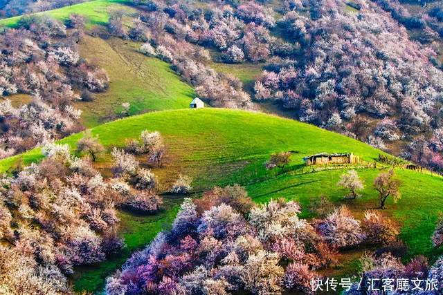老年|在新疆伊犁杏花香雪里,等待杏花微雨中遇见你,从此一眼千年