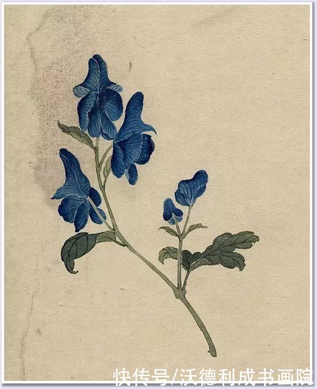 画菊|没骨百花图欣赏，美到骨子里