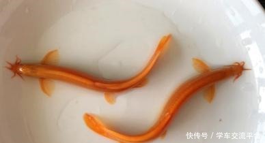 有了它，鱼缸不怕食物残渣留抵，不怕底床腐臭，能观赏又实用！