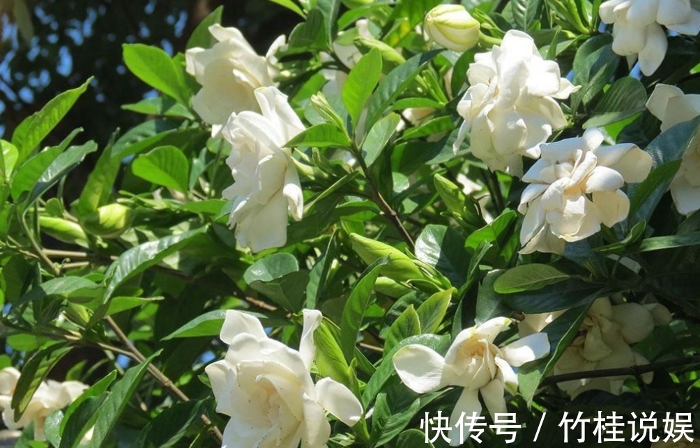 栀子花开|越穷越要养的“3大镇宅花”,既养人又运财,图4养好值不少钱