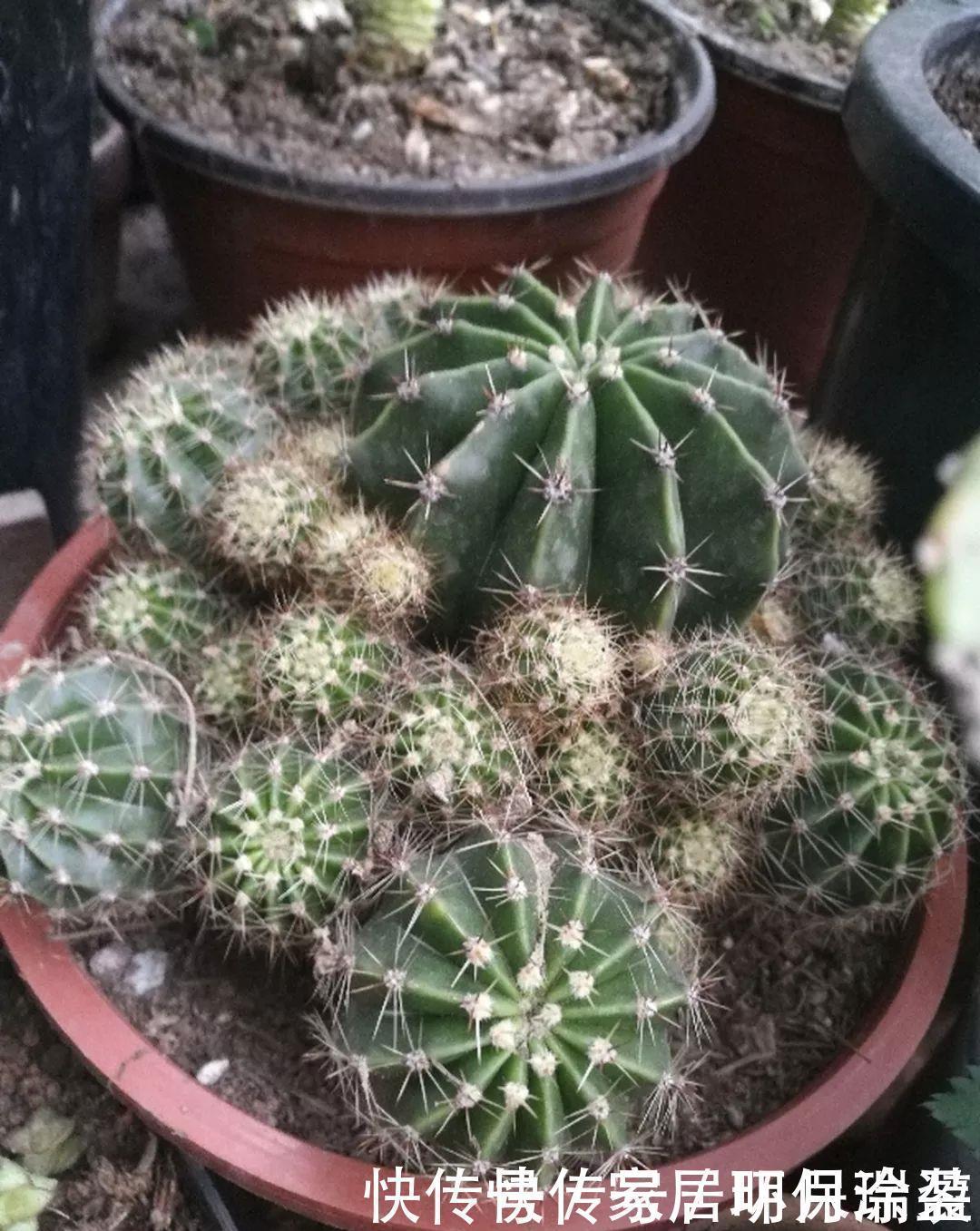 铜钱草|养花达人:张大爷家的花,1年养成“大转盘”,1次冒出25个头!