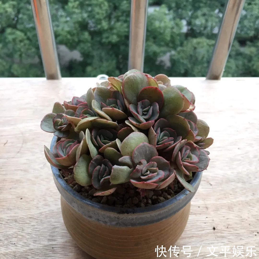 一组逆袭成功的多肉给它时间,它就会给你好看!