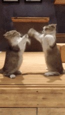 |搞笑GIF：这一跳确实挺意外 原谅我不厚道的笑了