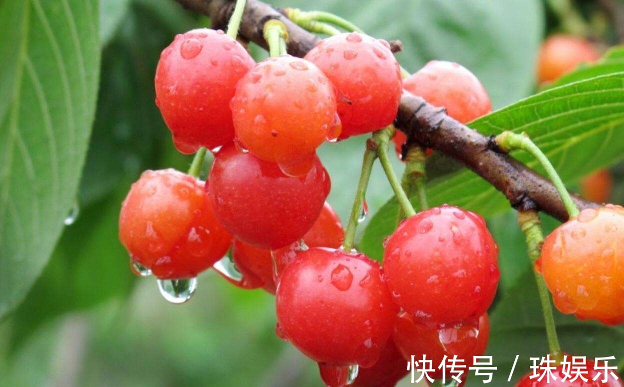 阳台别只种花草,试试种盆栽果树,养护简单易结果,想吃随手摘