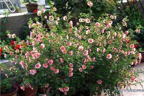 6种能开成花球的盆栽,漂亮大方,放在阳台上10盆都不嫌多!