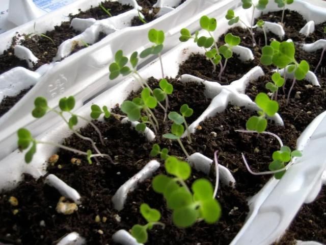 园艺工具|常用的一些生活用品,变成园艺工具,用来养花太方便了