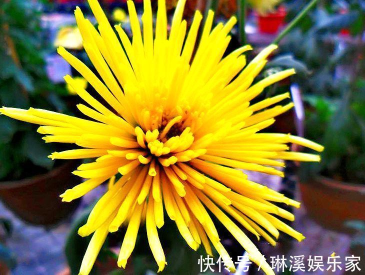 小伊|喜欢菊花，不如养盆优良名菊“黄香梨”，似金丝玉蝶，优雅清秀！