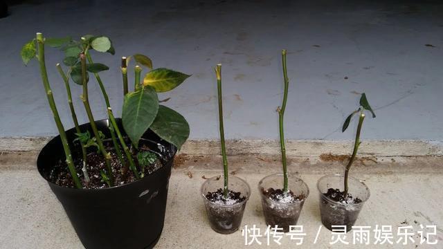 生根|至今还有人“炒作”土豆扦插月季,实操后发现,土豆长得真不错