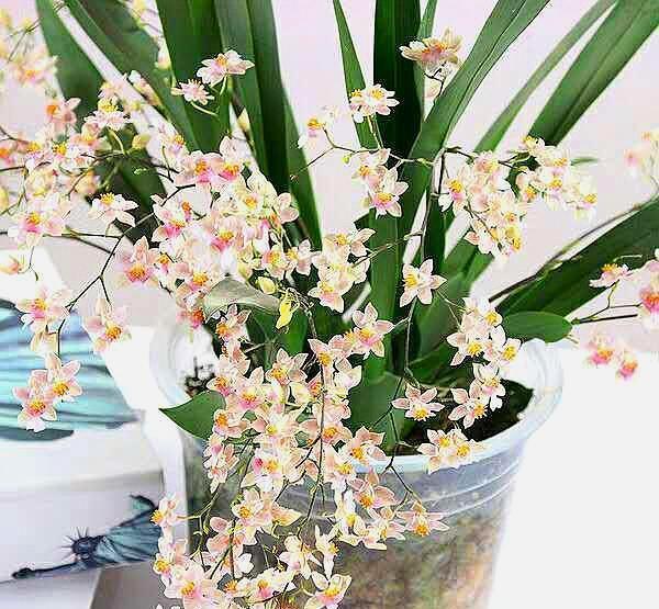 兰花就养“它”，开花真是多，香味还好闻，关键是好养！