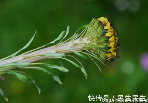 向日葵|农村一种野草，外形似向日葵，根似人参，用它泡茶喝，治咳嗽良药