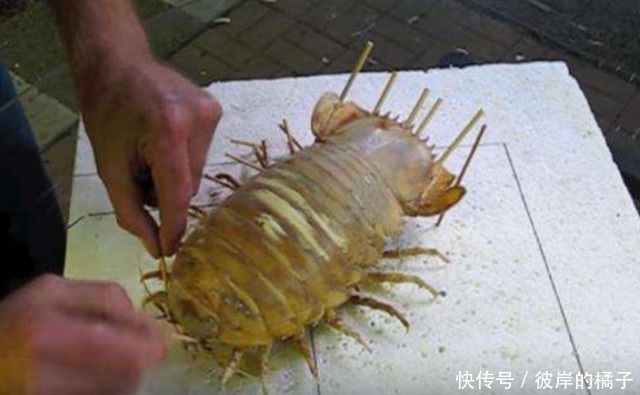 深海巨虱是什么味道的?日本厨师大秀刀工料理,看完让人流口水!