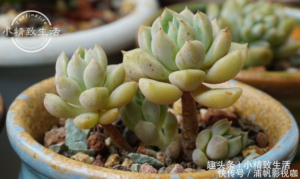 湿度|多肉一直不服盆，教你7个小方法，可快速发根，安全有效
