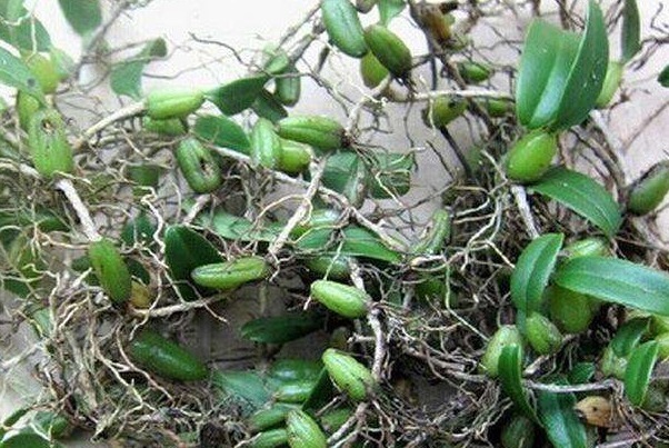 野菜|提个醒在田间地头遇见此野菜,记得要拔回家,有很大的用处