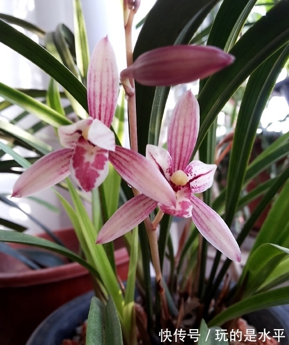叶片|一款被名字耽误的兰花,开花勤,花色艳,性价比高,适合新手