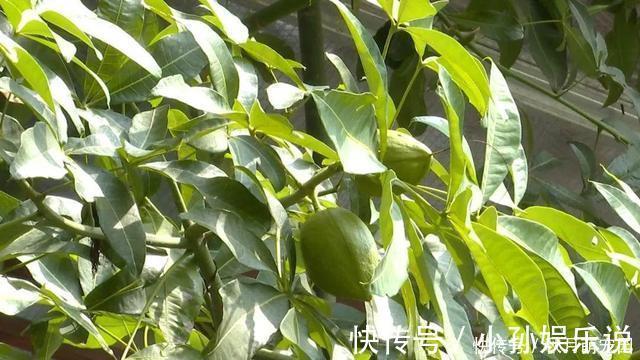 果子|养了十年的发财树,高约5米,年年都结发发财果,出上万都不卖